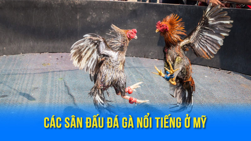 Các Sân Đấu Đá Gà Nổi Tiếng Ở Mỹ
