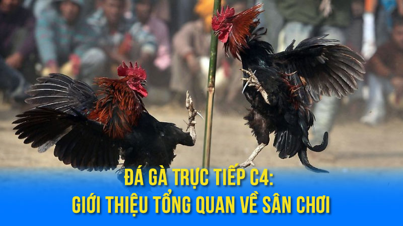 Đá Gà Trực Tiếp C4: Giới Thiệu Tổng Quan Về Sân Chơi