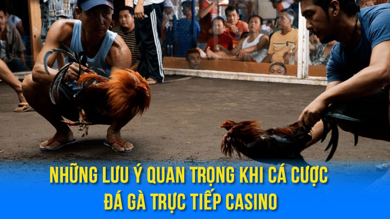 Những Lưu Ý Quan Trọng Khi Cá Cược Đá Gà Trực Tiếp Casino
